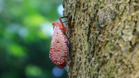 红翅鹞(Aphaenasubmaculata)