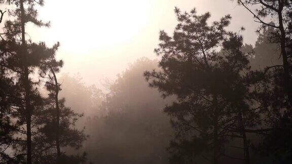 绿色的雨林和树木在雾天