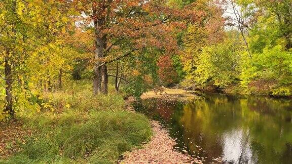 美丽的秋天湖和树走在有秋天树木的森林里
