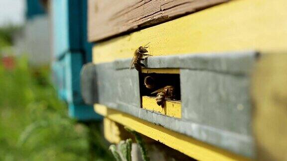 蜜蜂飞出蜂巢