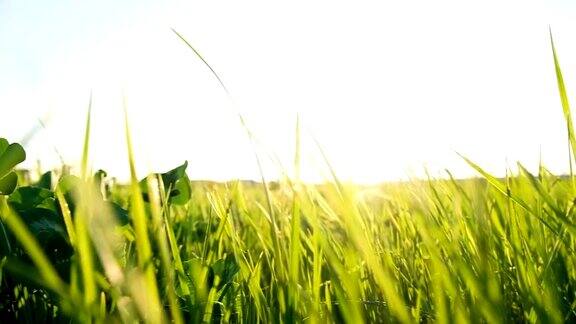 小草在风中摇曳在夕阳的余晖中慢动作