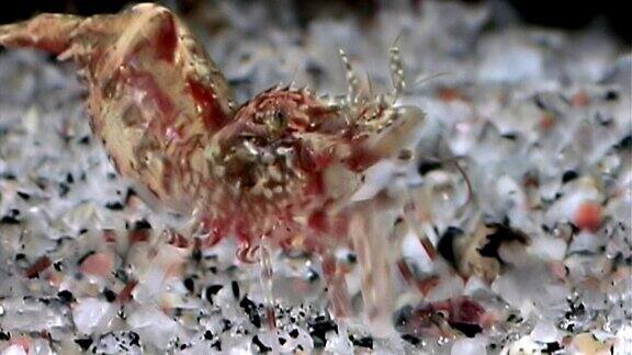 红虾在白海玻璃海床下伪装着寻找食物