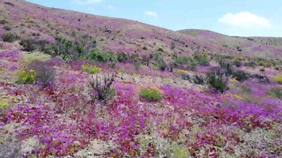 智利鲜花盛开的沙漠