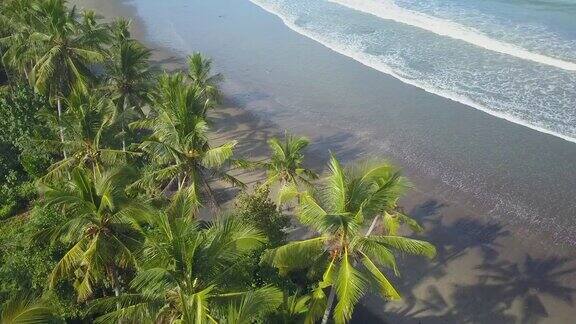 空中:郁郁葱葱的椰子树树冠俯瞰着美丽的沙滩