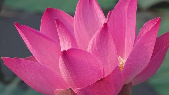 荷花一种粉红色的新鲜荷花或睡莲
