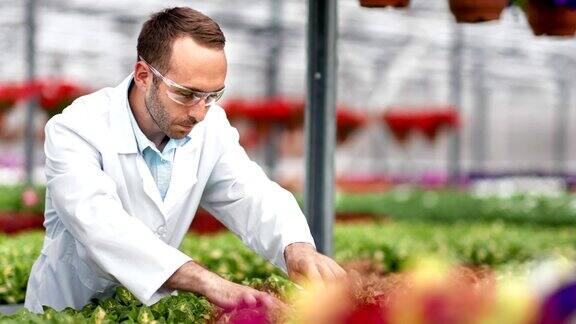 男农业工程师在温室实验室湿植物育苗进行科学研究