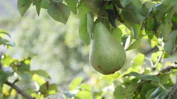 水果树大梨子挂在树上成熟的水果