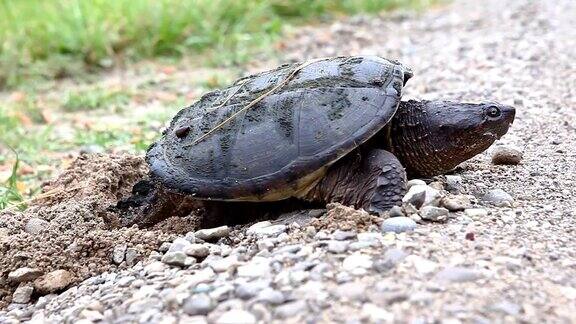 普通鳄龟蛇纹龟在路边产卵