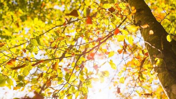 五颜六色的秋叶从树上飘落