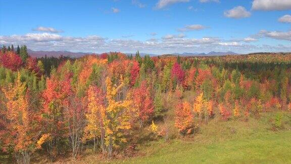 令人惊叹的彩色树叶在阳光明媚的秋日树林中变成红色和黄色