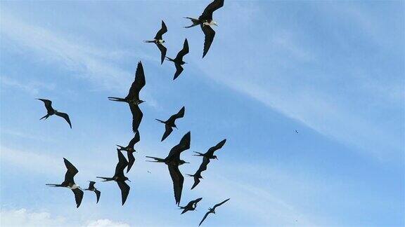 一群壮观的军舰鸟在伯利兹的天空中