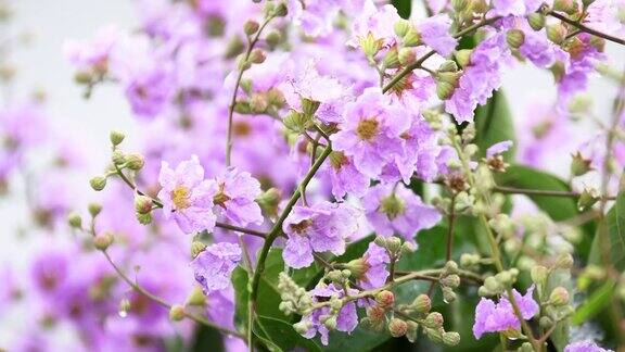 特写:紫色的芒萁花盛开在树上