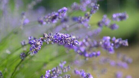 紫色的薰衣草花在雨滴的田野上