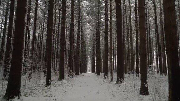 平静地穿过高大的松树林刚下过雪浪人稳定了下来