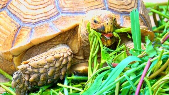 大龟吃食物喂养大龟靠近头壳和腿