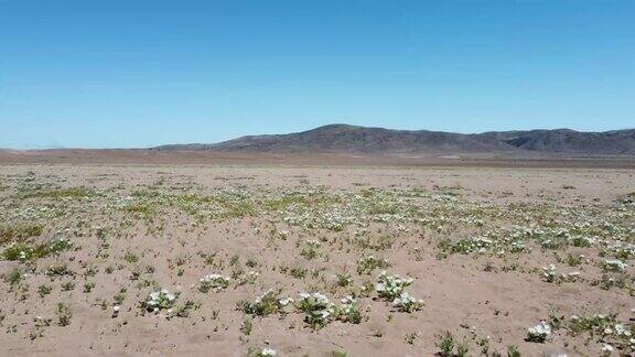智利鲜花盛开的沙漠