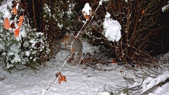 冬天灰松鼠坐在树枝上吃东西
