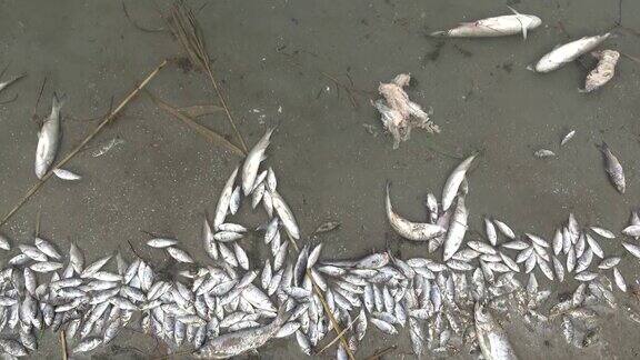 被污染的水中的有毒死鱼