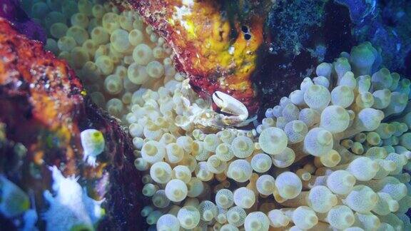 瓷蟹在海葵触手间觅食