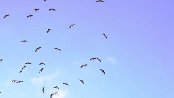 候鸟在天空中的慢动作