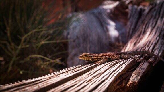 4K自然野生动物天气:沙漠中的鞭尾蜥蜴