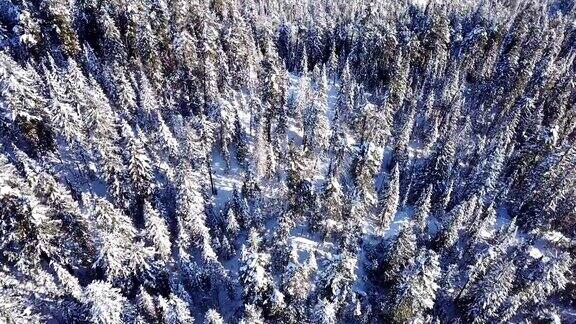 飞过冬天的森林看到贝加尔湖