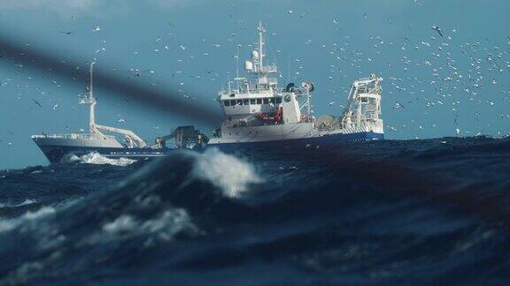 大西洋的动物多样性:北部塘鹅跟随拖网渔船