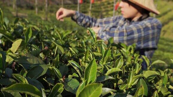 早上在泰国梅洪森采摘茶叶的亚洲妇女