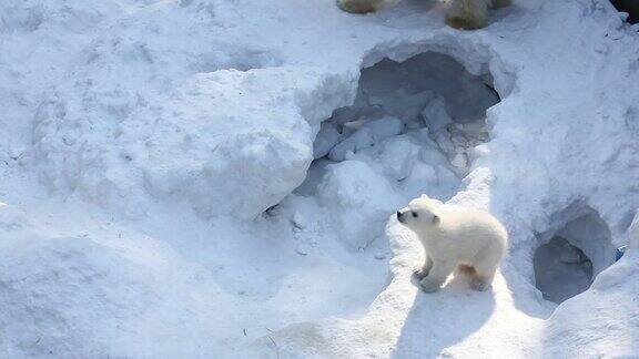带着幼崽的白北极熊一家新生的北极熊幼崽在雪地上玩耍