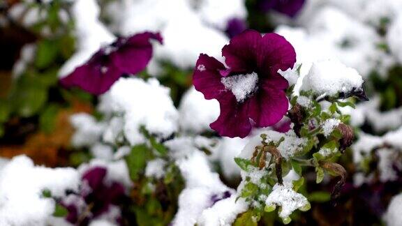紫花雪