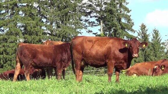 夏天奶牛和小牛在外面绿色的草地上吃草