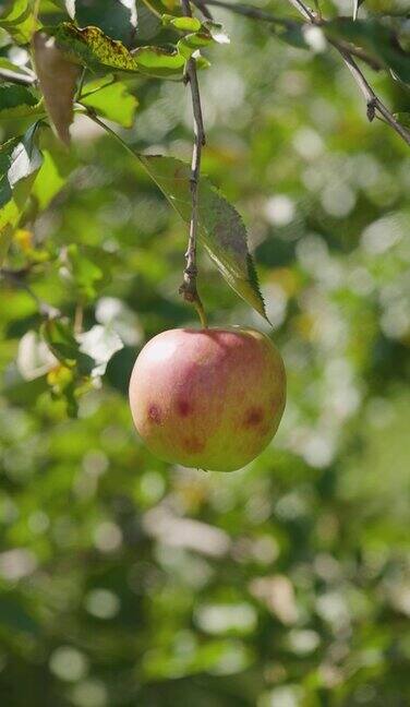 树上的苹果成熟了红色的苹果在树枝上摇摆熟苹果在模糊的绿色背景上收获垂直视频