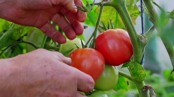 番茄采摘