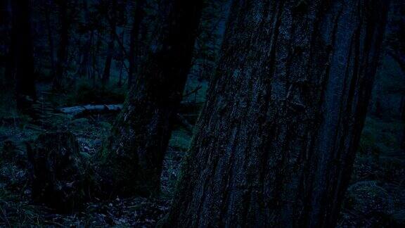 傍晚林地中经过的树干