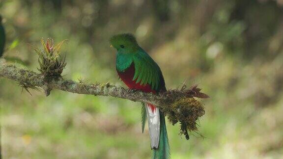 近距离观察一只雄鸟栖息在哥斯达黎加的树枝上