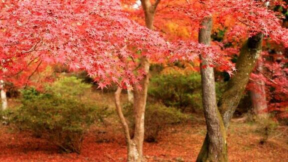 京都山那区的Bishamondou秋天的红叶