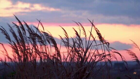 日落时分美丽的天空背景上芦苇随风摇摆