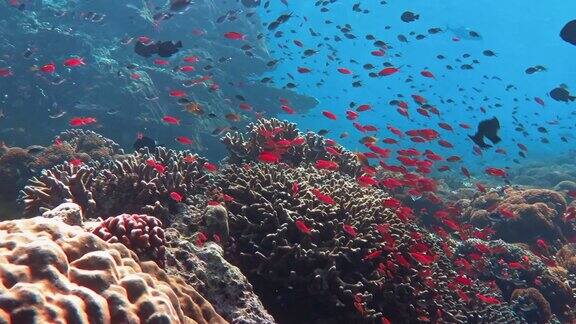 珊瑚礁里的海洋生物