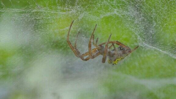 热带雨林里的蜘蛛在织网