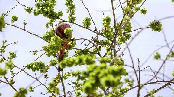 麻雀正在吃榆树果子