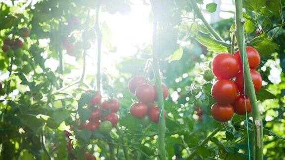藤蔓上的番茄