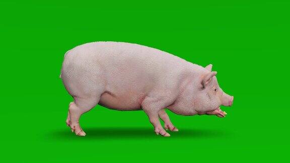 猪攻击绿色屏幕概念动物、野生动物、游戏、返校、3d动画、短视频、电影、卡通、有机、色度键、角色动画、设计元素、可循环