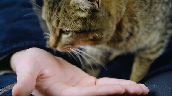 姜斑猫嗅和舔人的手