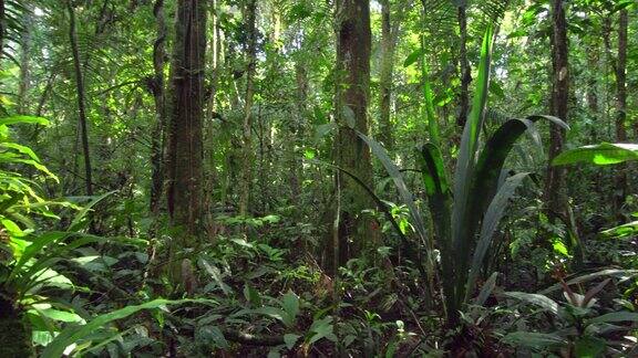 原始热带雨林的荫溪