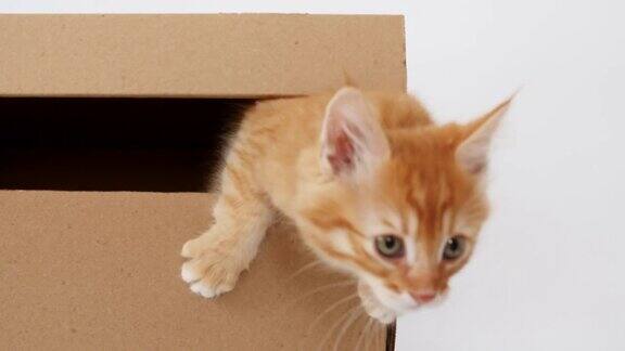 纸板箱里可爱的姜黄色小猫躲在盒子里的猫