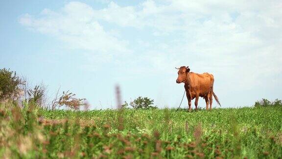 牧场上的棕色奶牛用来做奶酪的牛奶养牛做牛肉儿童高钙牛奶