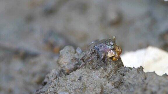 红蟹在红树林中捉蚂蚁