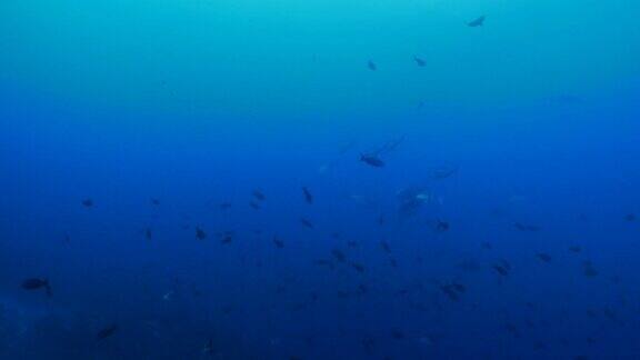 克理奥尔鱼和大眼鲹鱼在海面下成群游动