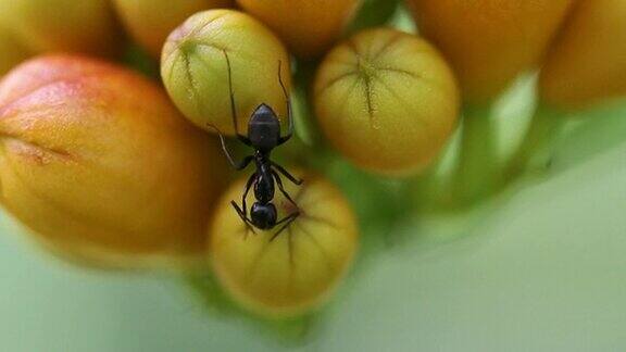 喇叭花上的蚂蚁宏