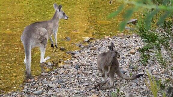在澳大利亚袋鼠妈妈和袋鼠宝宝在河边喝水
